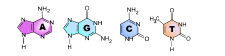 Nucleic Acids The Evolution And Biology Of Sex