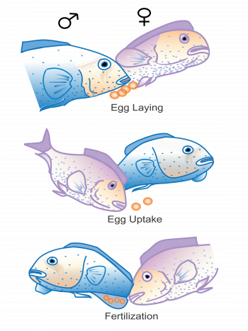 4 5 Oral Sex In Cichlid Fishes The Evolution And Biology Of Sex