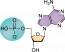 Nucleic Acids The Evolution And Biology Of Sex