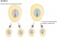 Meiosis Ii The Evolution And Biology Of Sex