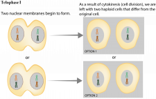 Meiosis I The Evolution And Biology Of Sex