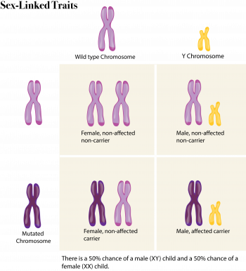 Sex Chromosomes The Evolution And Biology Of Sex