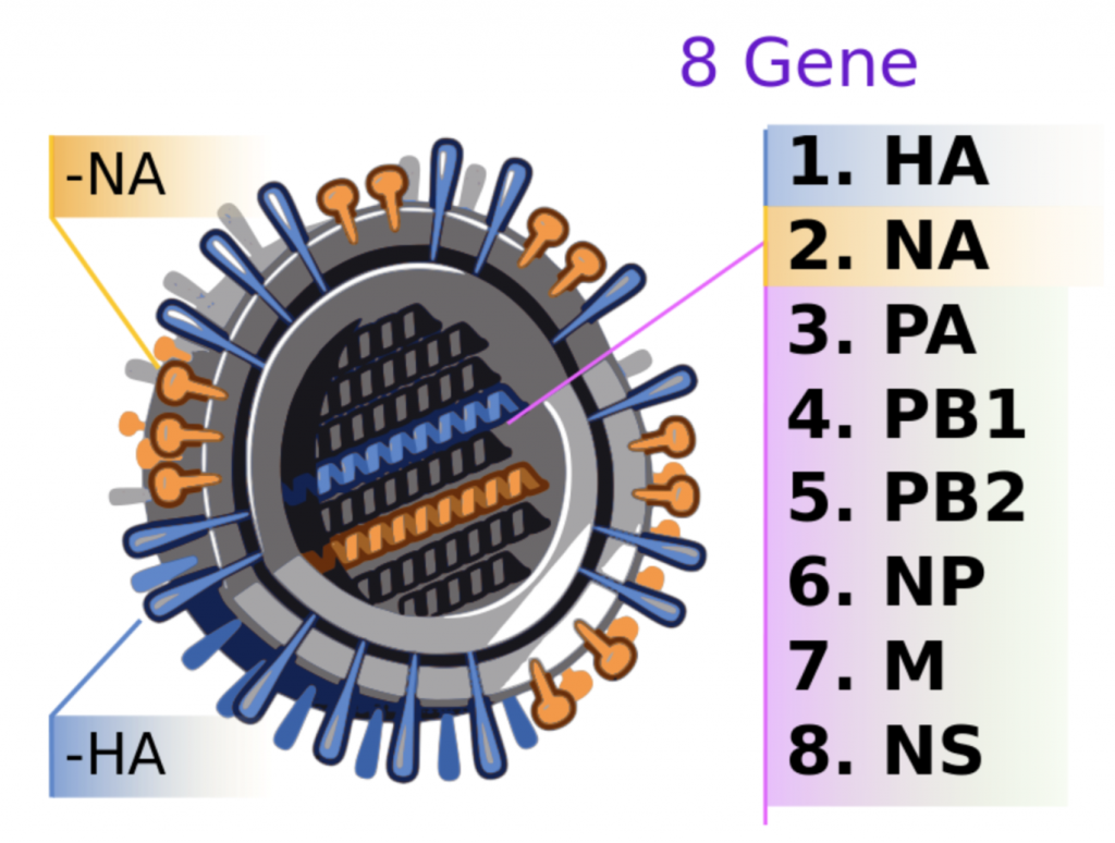 Swine Influenza Swine Diseases