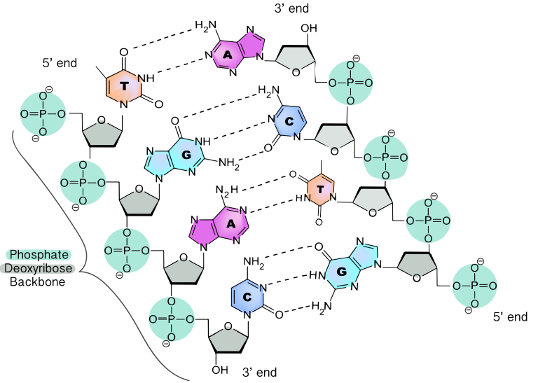 3 4 Nucleic Acids Introduction To The Evolution Biology Of Sex