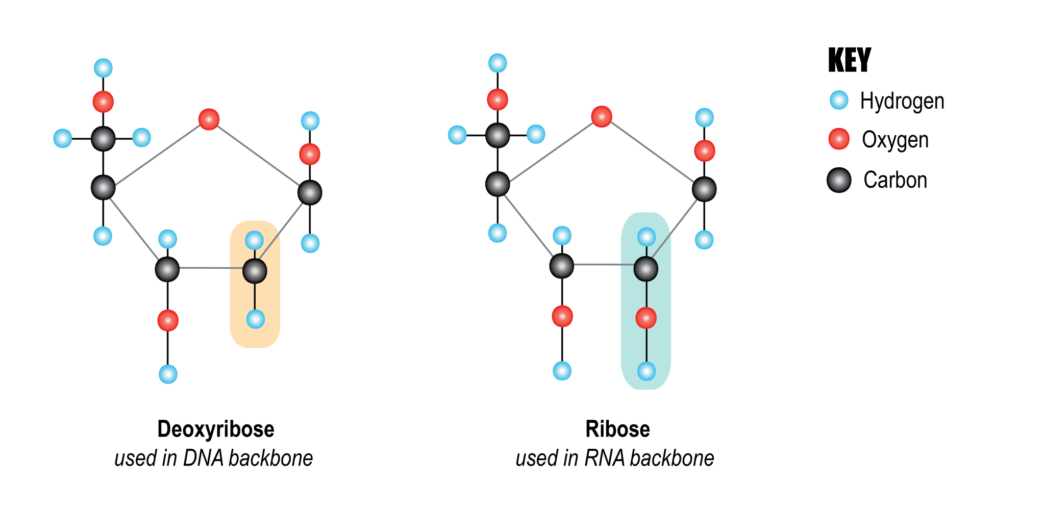 3 3 Sugars Introduction To The Evolution Biology Of Sex