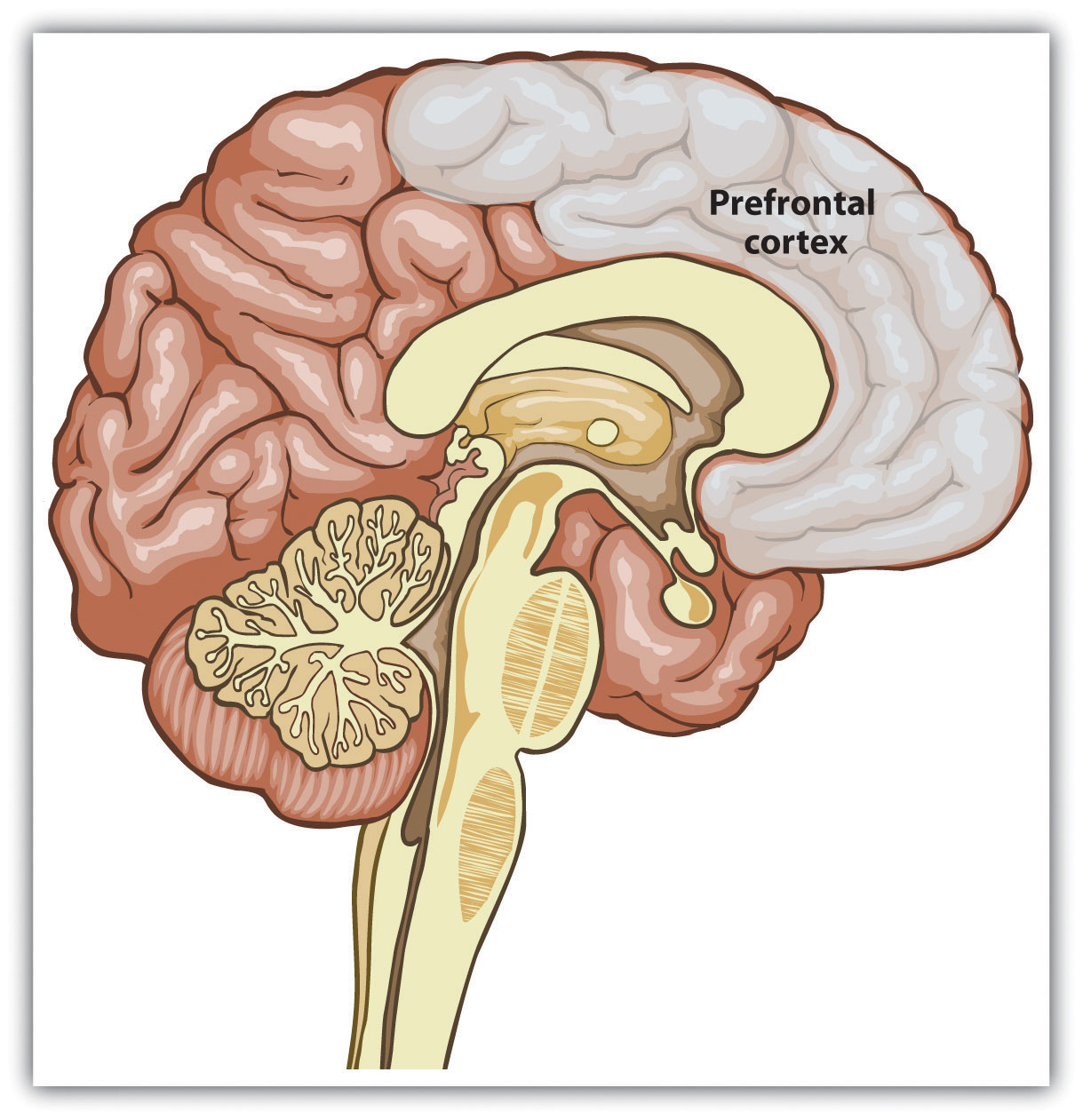 The prefrontal cortex