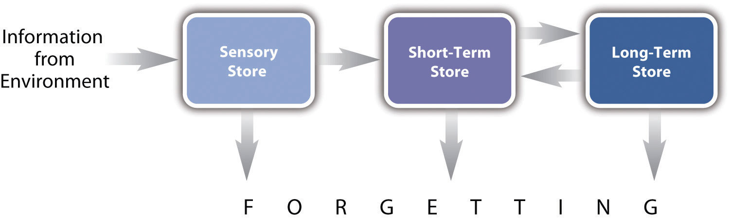 Representation of the Multistore Model of Human Memory