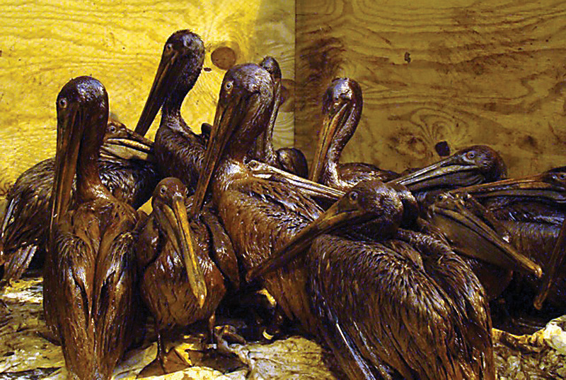 Pelicans covered in oil from the BP oil spill