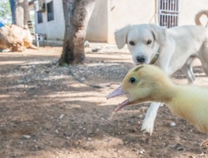 A dog and a duck