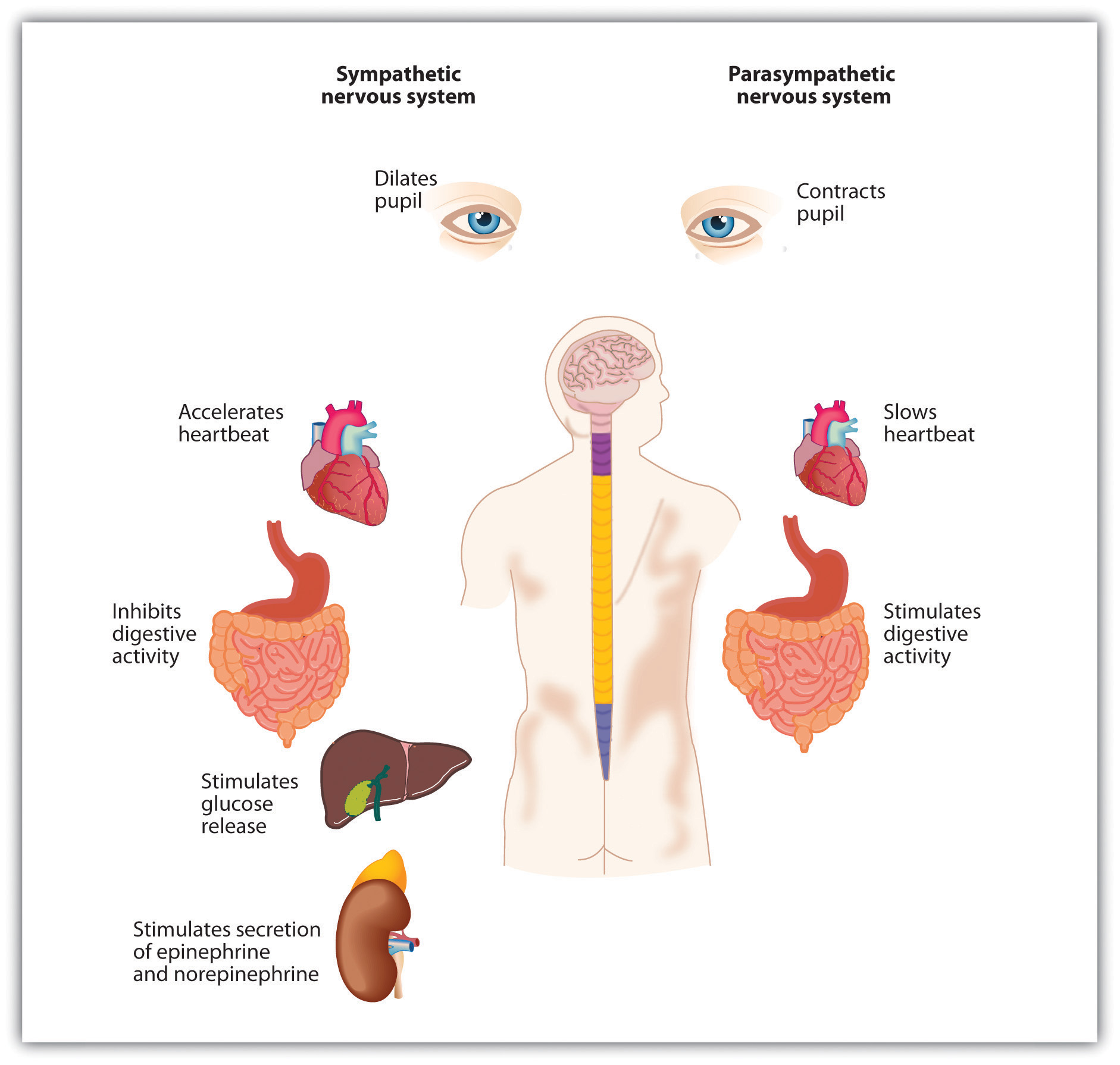 A diagram of the autonomic nervous system which has two sections: the sympathetic nervous system and the parasympathetic nervous system