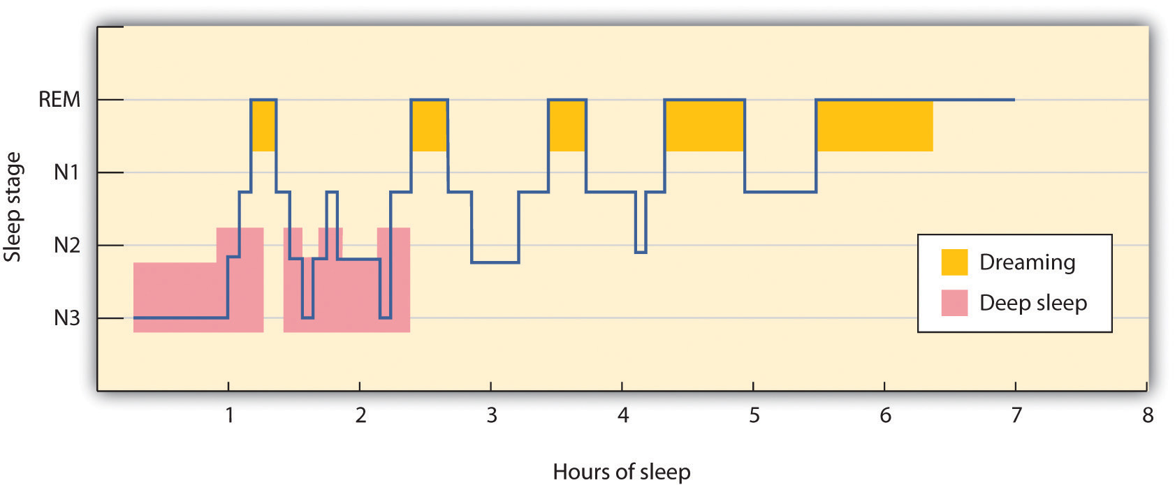 During a typical night, our sleep cycles move between REM and non-REM sleep, with each cycle repeating at about 90-minute intervals. The deeper non-REM sleep stages usually occur earlier in the night.