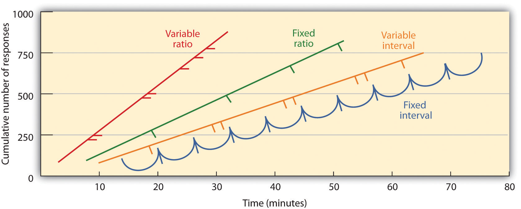 Les schémas basés sur le nombre de réponses (types ratios) induisent un taux de réponse plus important que les schémas basés sur le temps écoulé (types intervalles). De même, les horaires imprévisibles (types variables) produisent des réponses plus fortes que les horaires prévisibles (types fixes).