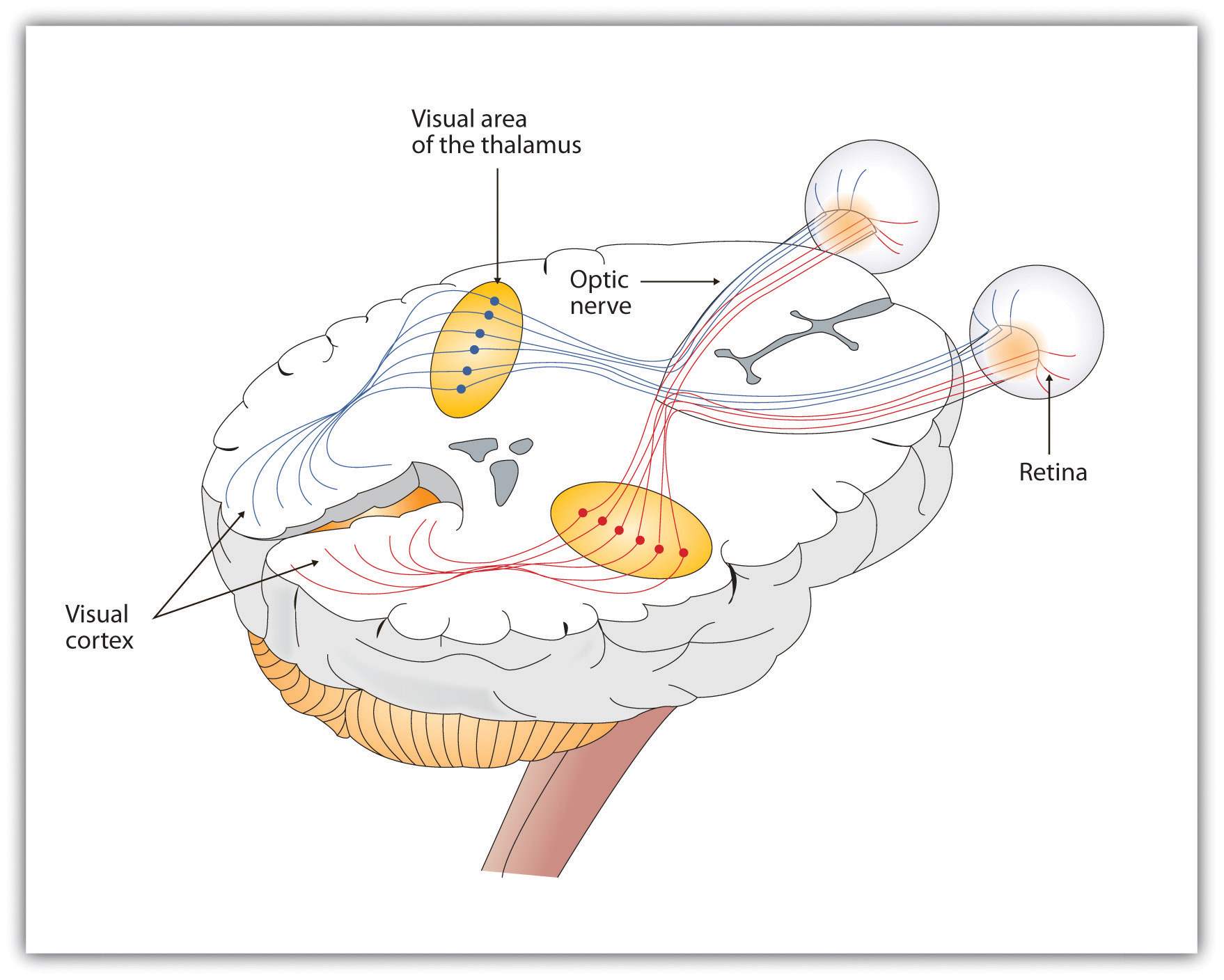 gustatory cortex and thalamus