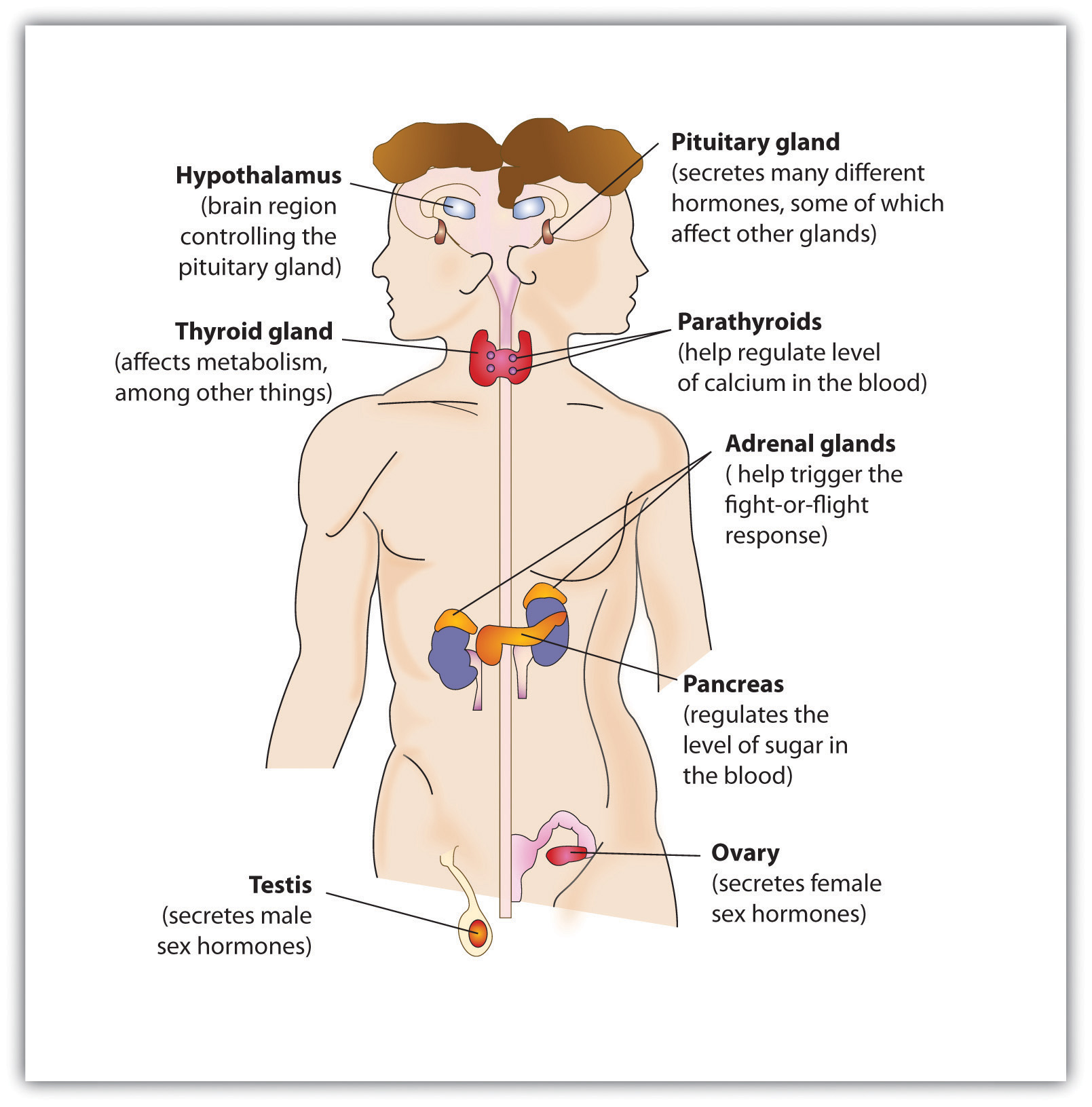 where do endocrine glands release hormones?