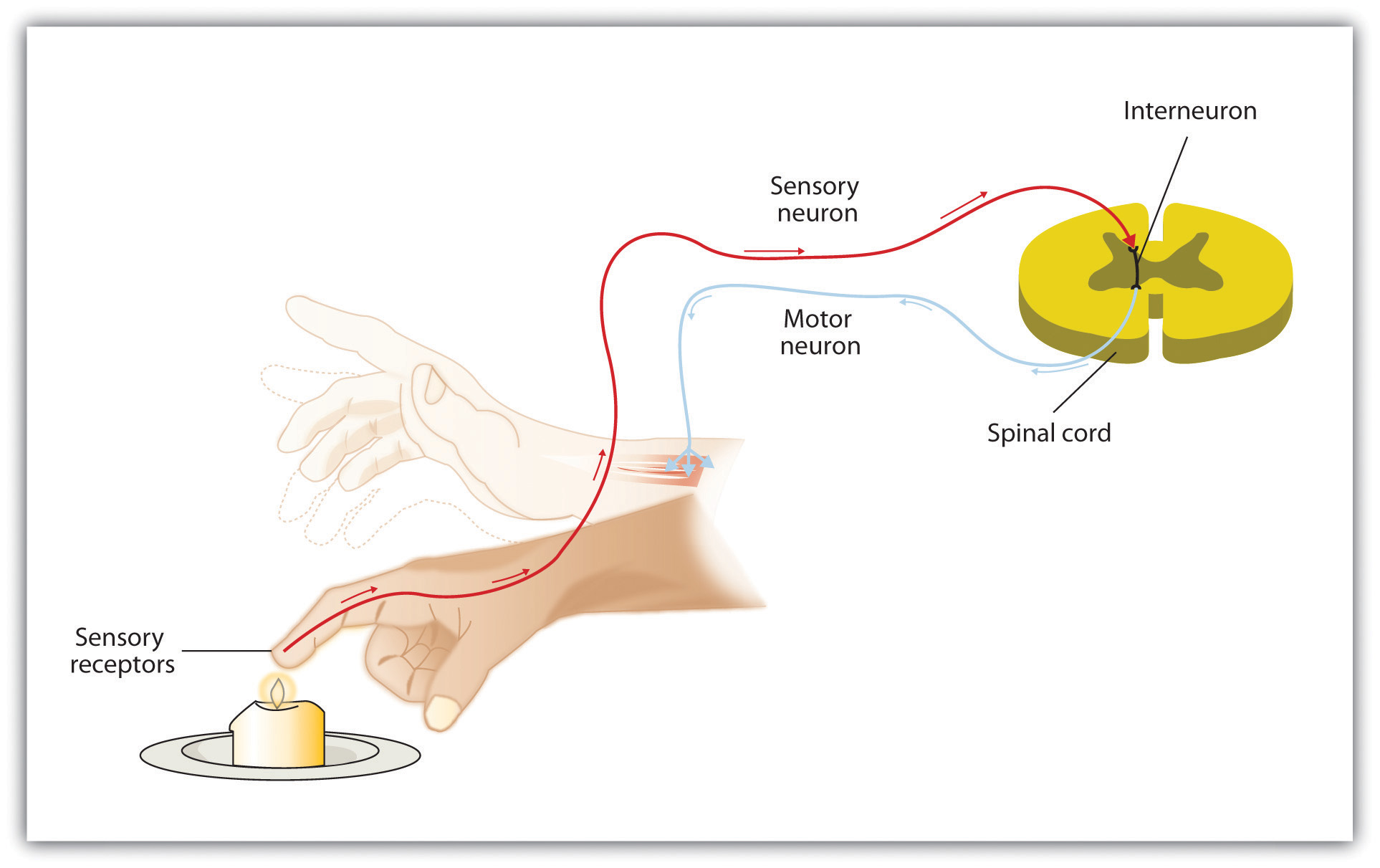 neurons that carry impulses toward the spinal cord and brain