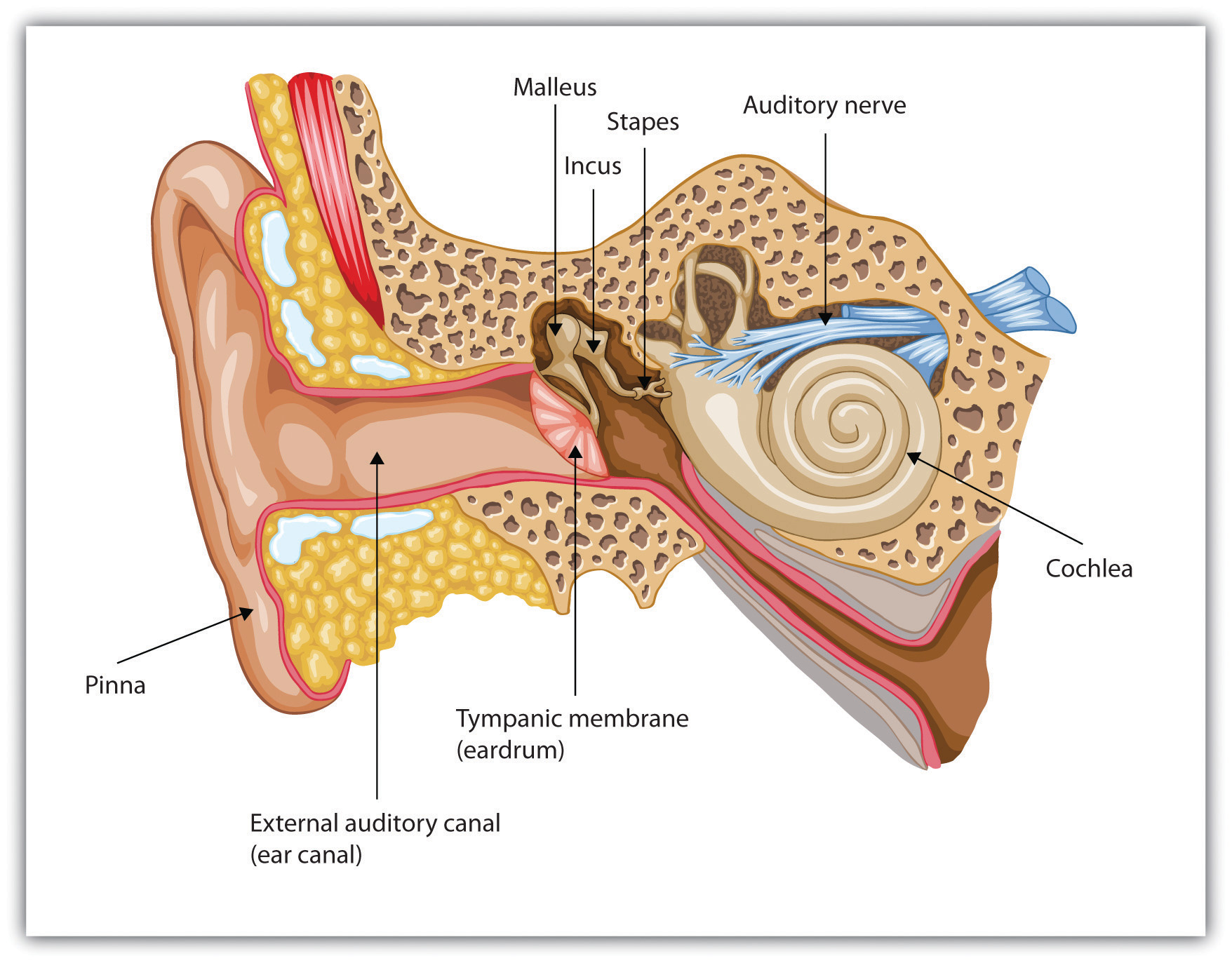 frequency theory of hearing