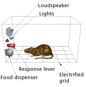B. F. Skinner used a Skinner box to study operant learning. The box contains a bar or key that the organism can press to receive food and water, and a device that records the organism’s responses.