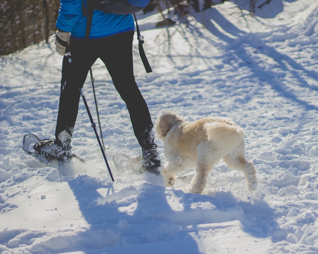 A person walking a dog with a snowy landscape.