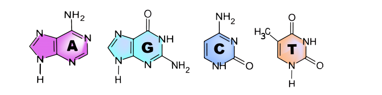 3 4 Nucleic Acids The Evolution And Biology Of Sex