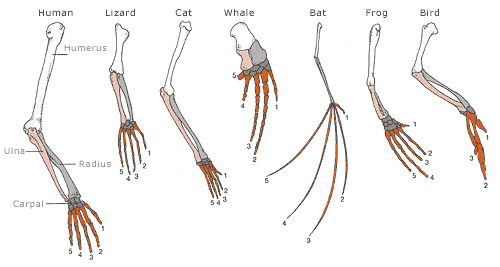 2.5 How do we know evolution has occurred? Comparative anatomy. – The ...