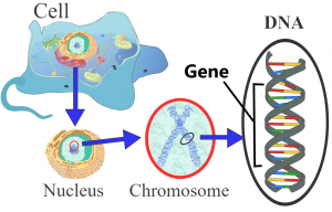 Image gene within a strand of DNA, in a chromosome, within a nucleus, in a cell.