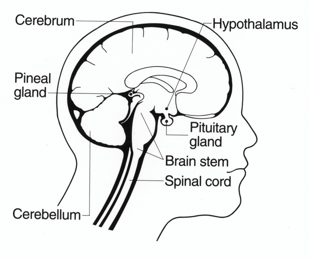 Illustration of human head. Labeled portions are: Cerebrum, Hypothalamus, Pituitary glad, Brain stem, Spinal cord, Cerebellum, Pineal glad