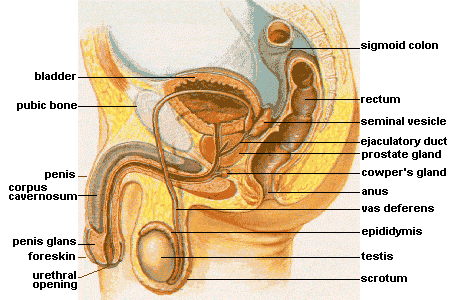 Image of male reproductive anatomy. Labeled are: Bladder, public bone, penis, corpus cavernosum, penis glans, urethral opening, scrotum, testis, epididymis, vas deferens, anus, cowper's gland, prostate gland, ejaculatory duct, seminal vesicle, rectum, sigmoid colon