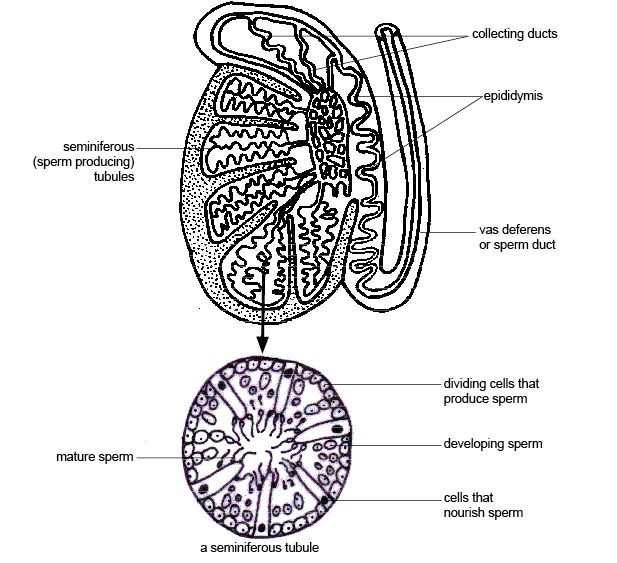 Image of cells dividing
