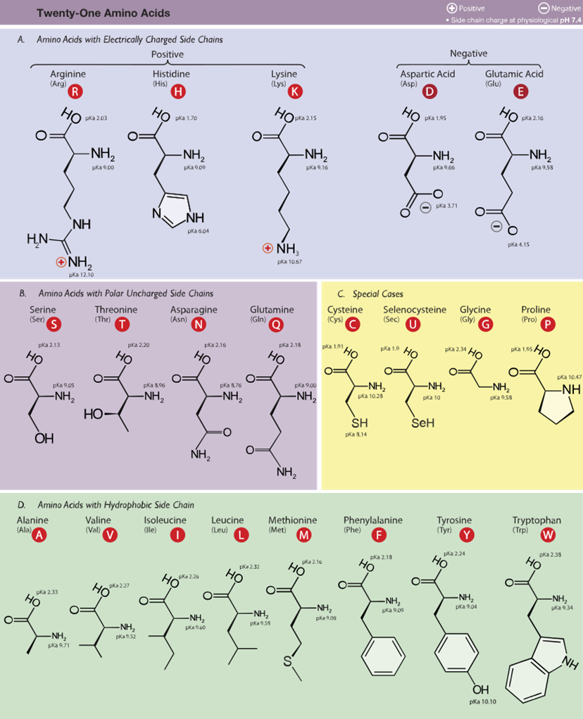 35 Amino Acids The Evolution And Biology Of Sex