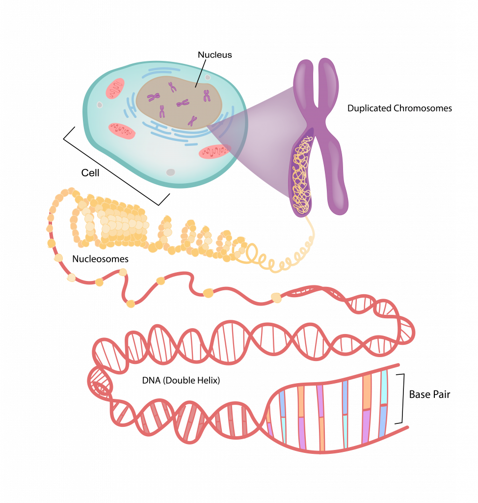 4 2 An Overview Of Basic Genetics – The Evolution And Biology Of Sex