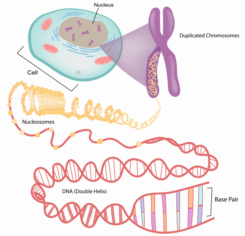 dna chromosomes