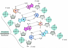 3.4 Nucleic Acids – The Evolution and Biology of Sex