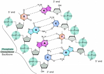 3.4 Nucleic Acids – The Evolution and Biology of Sex