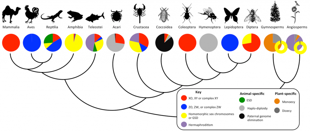 8.5 Mechanisms of Sex Determination - The Evolution and Biology of Sex