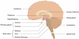 13.3 Commonalities between male and female reproductive anatomy – The ...