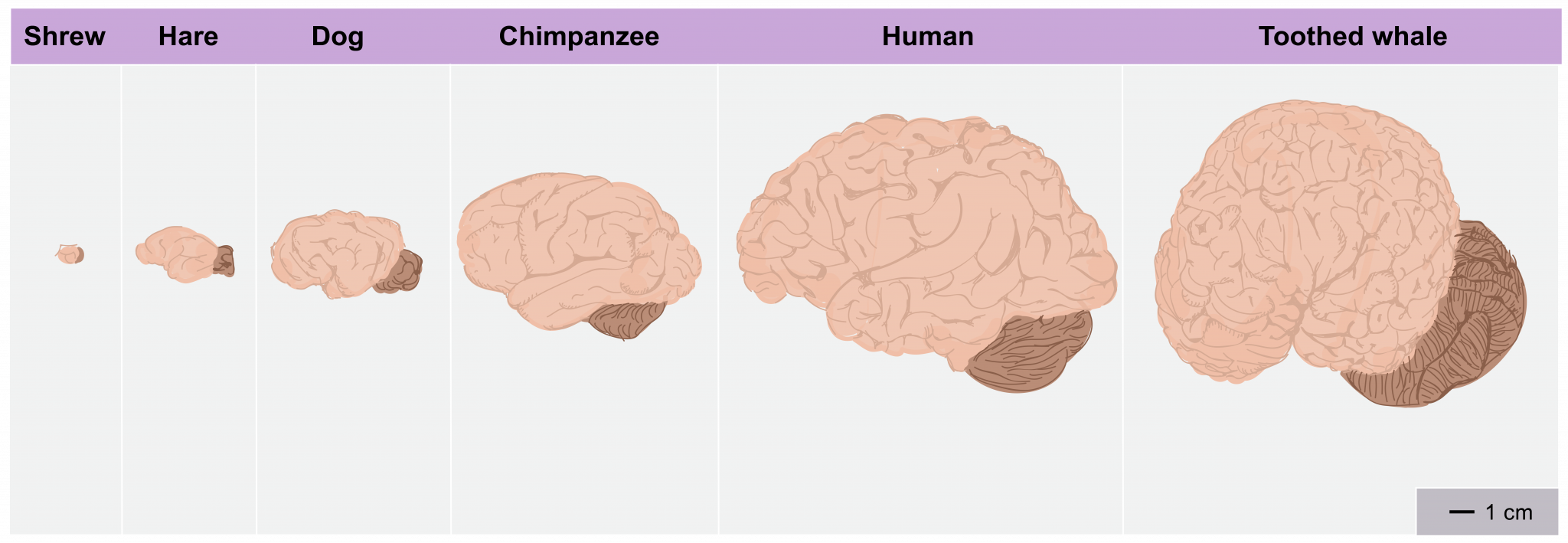 10.11 Is the brain another object of sexual desire? – The Evolution and