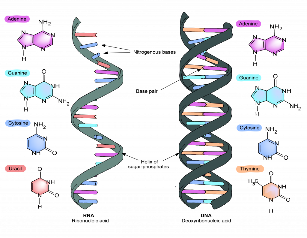 Первые нуклеиновые кислоты. Структура ДНК. Молекула ДНК. Химическая структура ДНК. Структура РНК.