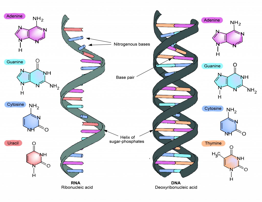 5.3 Protein Synthesis Requires RNA – The Evolution and Biology of Sex