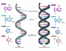 5.3 Protein Synthesis Requires RNA – The Evolution and Biology of Sex