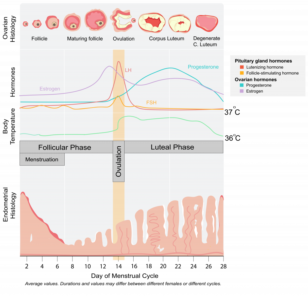 Menstrual Cycle Physiology: Correlating the Ovarian