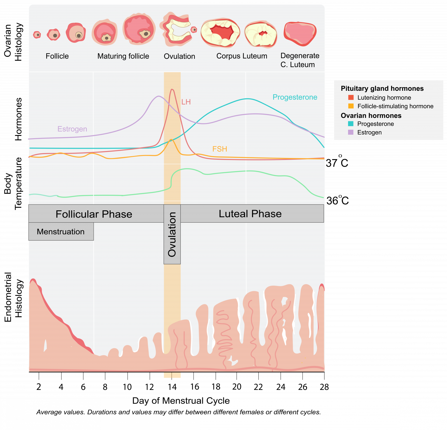 13.8 Female reproductive physiology – The Evolution and Biology of Sex