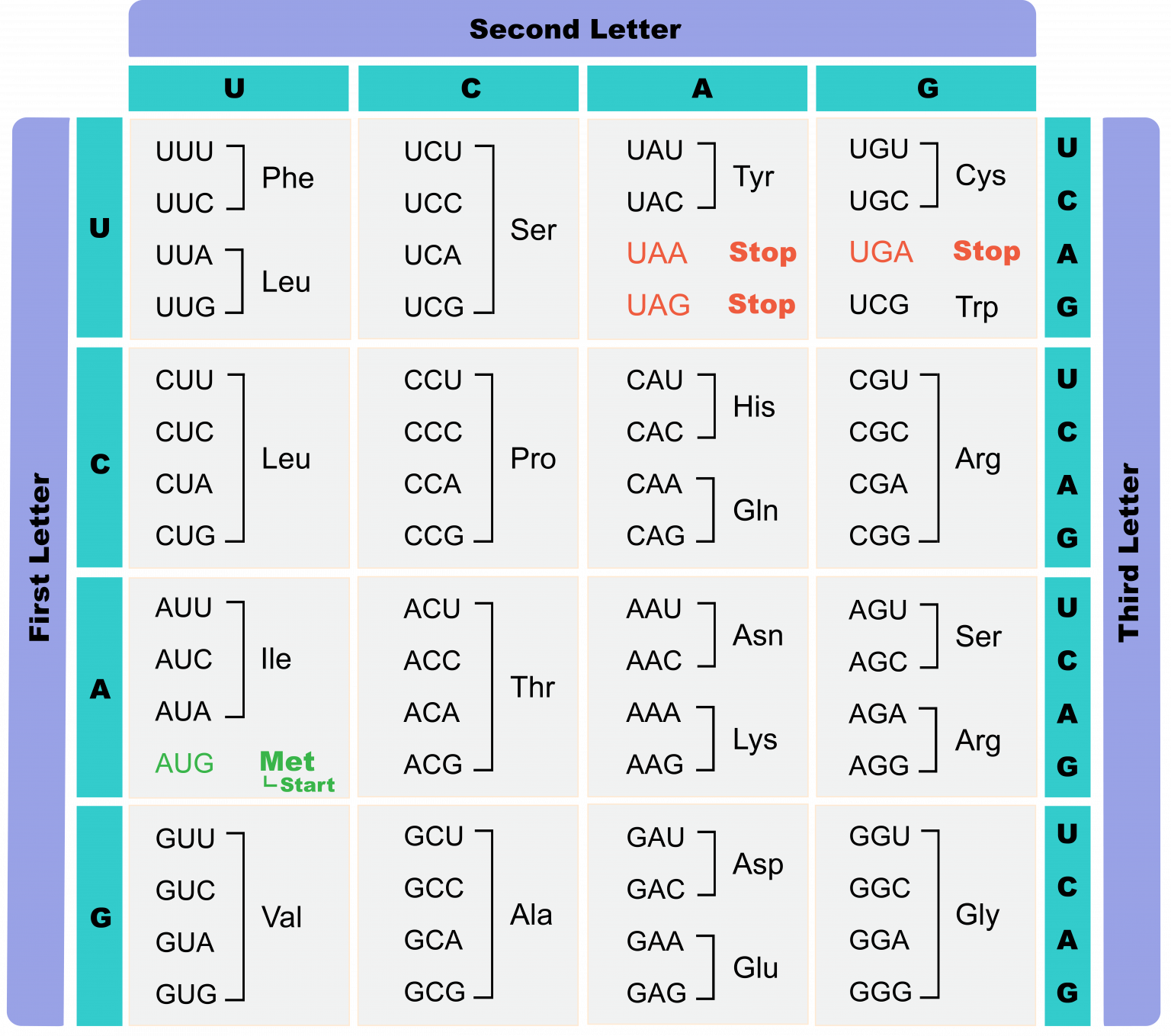 5.8 Using the genetic code – The Evolution and Biology of Sex