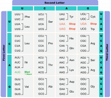 5.8 Using the genetic code – The Evolution and Biology of Sex