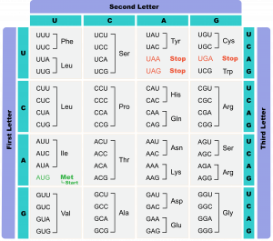 5.8 Using the genetic code – The Evolution and Biology of Sex