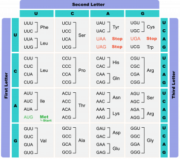 5.8 Using the genetic code – The Evolution and Biology of Sex