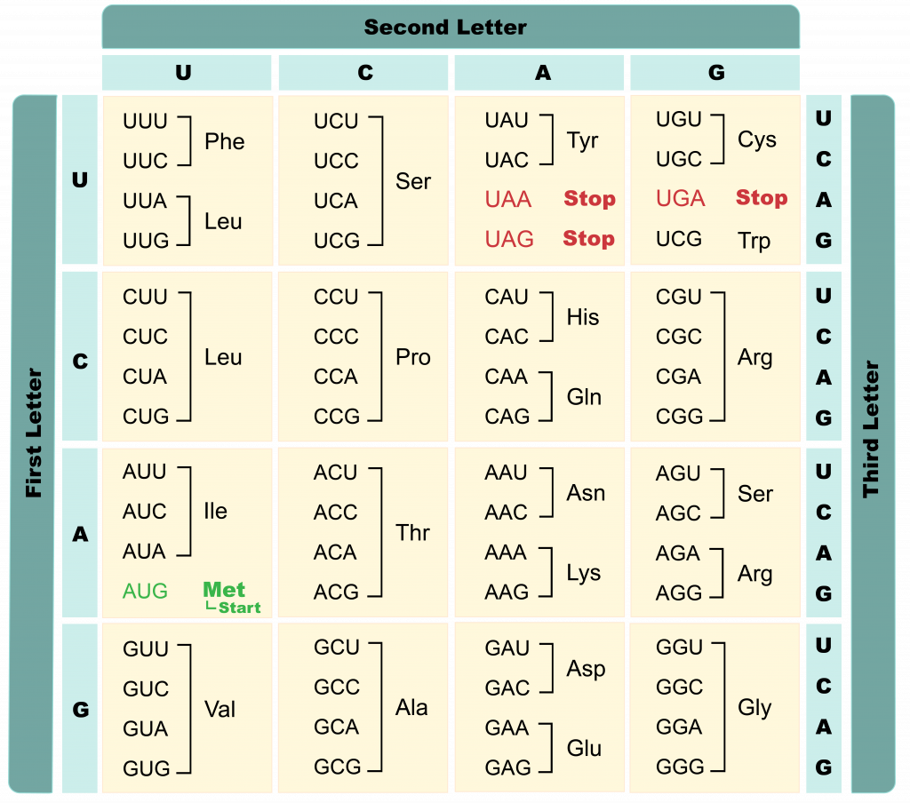 5-8-using-the-genetic-code-the-evolution-and-biology-of-sex-free