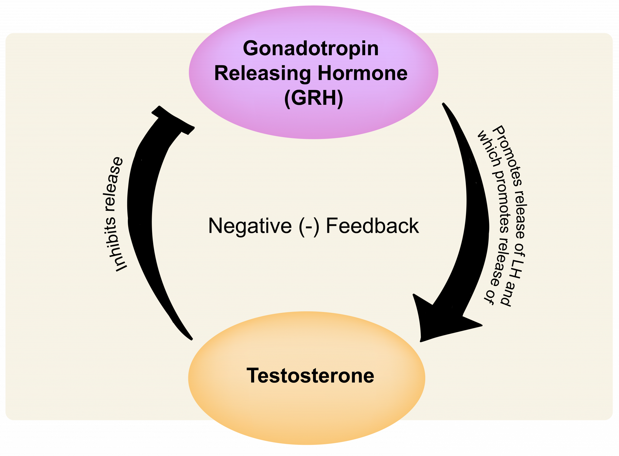 13.5 Male reproductive physiology – The Evolution and Biology of Sex