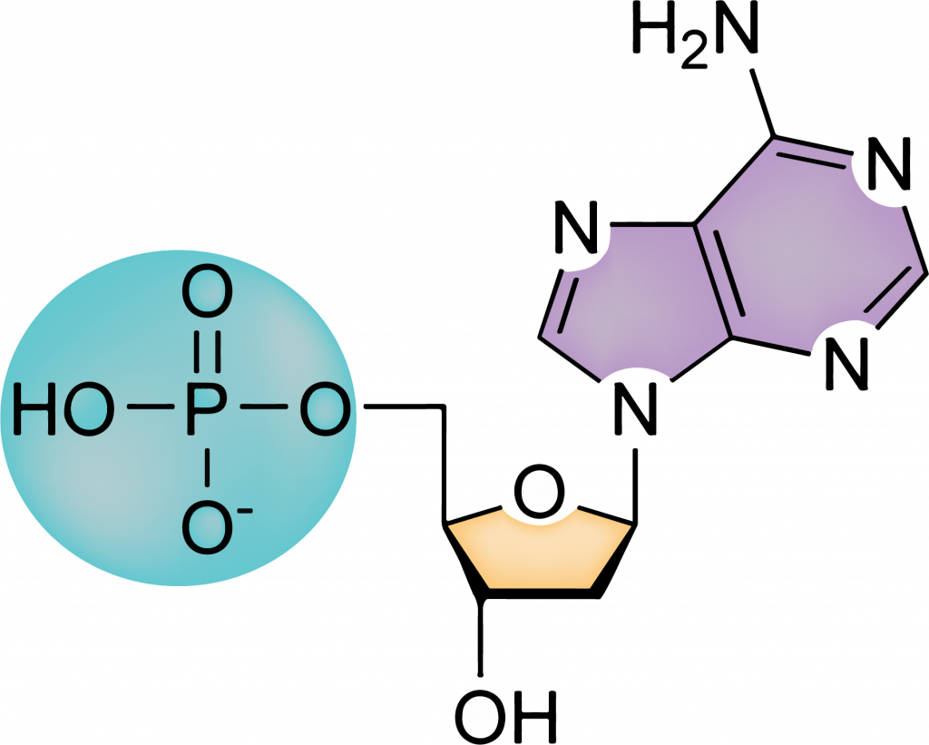 Structure Of Nucleic Acids For Kids