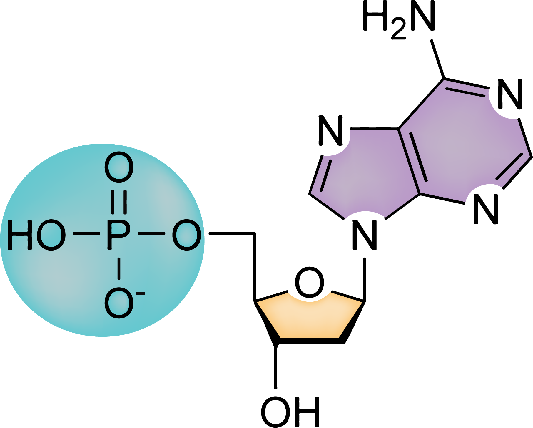 Nucleotideos Composição