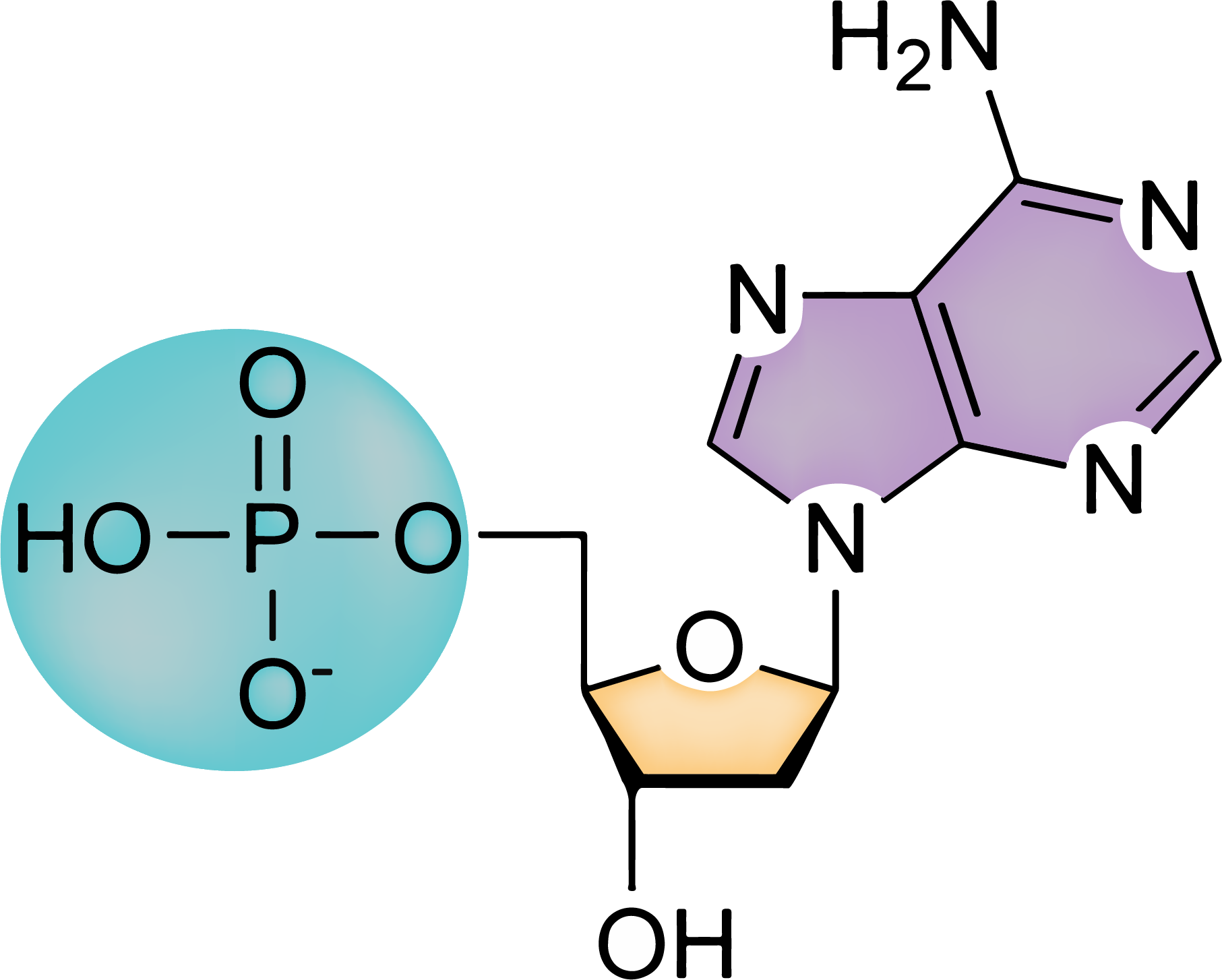 what-are-the-three-parts-of-a-nucleotide